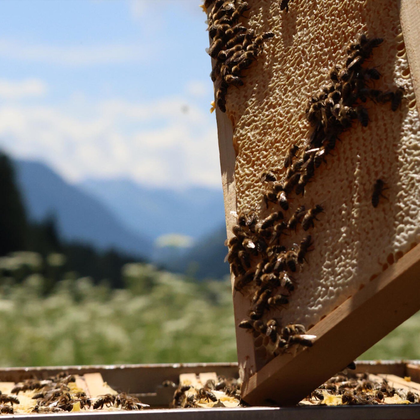 Favo di miele opercolato coperto di api, sullo sfondo le montagne della Val di Fassa