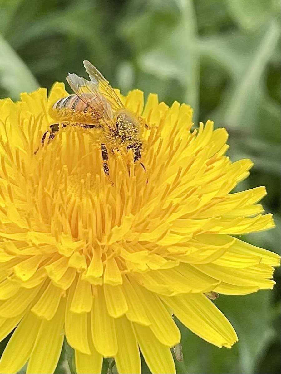 Ape posata su un fiore di taraxacum